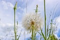 Flower similar to a dandelion - meadow Salsify common names Jack-in bed-at-noon