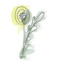Flower in a single line. dandelion on white background. Watercolor colors. Tender Tulip and daffodil. Field flowers Royalty Free Stock Photo