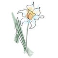 Flower in a single line.  narcissus on white background. Watercolor colors. Tender Tulip and daffodil. Field flowers Royalty Free Stock Photo