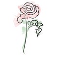 Flower in a single line. pink  rose on white background. Watercolor colors. Tender Tulip and daffodil. Field flowers Royalty Free Stock Photo