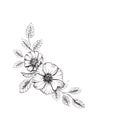 Flower sketch. Floral elements. A branch with a flower of wild rose. Corner layout. Hand drawn illustration, isolated on