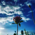 Flower and sky