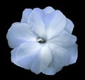 Flower sky blue violets on the black isolated background with clipping path no shadows. Closeup For design. Royalty Free Stock Photo