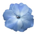 Flower sky blue violets on a white isolated background with clipping path no shadows. Closeup For design. Royalty Free Stock Photo