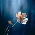 Dreamy Cosmos: Blurry Analog Photograph Of A Single Flower