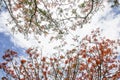 Flower and sky