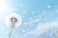 Flower sky seeds softness summer blowball dandelion spring nature flying plant Royalty Free Stock Photo