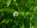 Flower of Slim teasel or Dipsacus strigosus at grass close-up, selective focus, shallow DOF Royalty Free Stock Photo