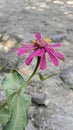 a flower slowly withers on a barren land