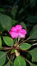 Small flowers in sri lanka