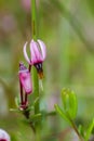 Flower of small cranberry in swamp