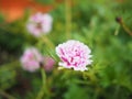 flower small in garden after rainy freshness with drop splash on it Royalty Free Stock Photo