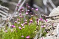 A small mountain purple flower. Royalty Free Stock Photo