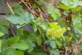 flower and small ovaries of grapes in the garden or in the vineyard as a symbol of the growth of a new crop