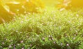 Flower small vintage lovely grass at relax morning time sunlight for background footage Royalty Free Stock Photo