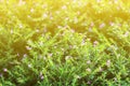 Flower small vintage lovely grass at relax morning time sunlight for background footage Royalty Free Stock Photo
