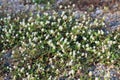 Flower small vintage lovely grass at relax morning time sunlight for background footage Royalty Free Stock Photo