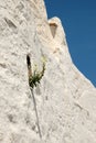 Flower in a small window old wall Royalty Free Stock Photo