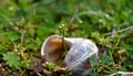 Flower in the Snail shell, nature rejects the void Royalty Free Stock Photo