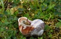 Flower in the Snail shell, nature rejects the void Royalty Free Stock Photo