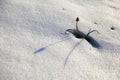 Flower and snow