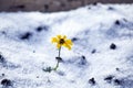 Flower snow ice ground background Royalty Free Stock Photo