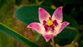 A flower of Sodom apple, Apple of Sodom, Kapok tree, Rubber bush or Rubber tree. Closeup of tiny pink flower.