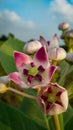 A flower of Sodom apple, Apple of Sodom, Kapok tree, Rubber bush or Rubber tree. Closeup of tiny pink flower.