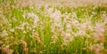 Flower soft grass
