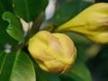 Flower of Solandra Royalty Free Stock Photo