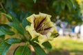 Solandra maxima flower Royalty Free Stock Photo