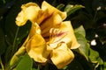 flower solandra maxima on a sunny day. Royalty Free Stock Photo