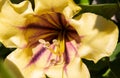 flower solandra maxima on a sunny day Royalty Free Stock Photo