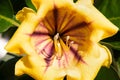 flower solandra maxima on a sunny day. Royalty Free Stock Photo