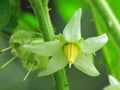 Flower of Solanum ferox or Hairy Fruited Eggplant is bouquet on