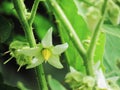 Flower of Solanum ferox or Hairy Fruited Eggplant is bouquet on