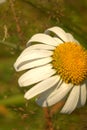 Flower of solar chamomile Royalty Free Stock Photo