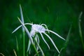 White Spider Lilly flowers  blooming during springtime in a public park in India Royalty Free Stock Photo