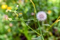 Flower Sonchus oleraceus in the summer garden Royalty Free Stock Photo