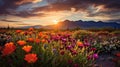 flower sonoran desert flowers