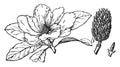 Flower of Southern Magnolia vintage illustration