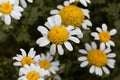 Flower of Spanish chamomile Anacyclus pyrethrum