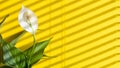 Flower spathiphyllum peace lilies flowering on yellow background with hard shadows Royalty Free Stock Photo