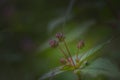 Flower species found in himalays .