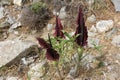 dracunculus vulgaris on the naxos island. greece. Royalty Free Stock Photo