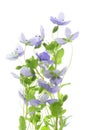 Flower speedwell Royalty Free Stock Photo