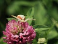 Flower spider awaits the victim on a clover flower Royalty Free Stock Photo