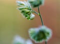 Flower spider, Misumena, stands upside down on grass macro Royalty Free Stock Photo