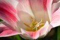 Flower spider, Misumena vatia Royalty Free Stock Photo