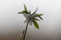 Spider plant Chlorophytum comosum. Royalty Free Stock Photo